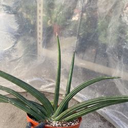 Rare Sanseveria House Plant, In 10 Inch Pot Pick Up Only