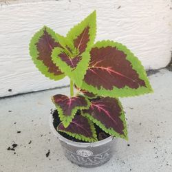 Potted Coleus Plant