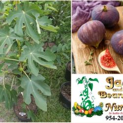 Fig Trees  3gal  Arboles  De Higo En 3gal