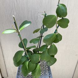 6” Hoya Kerri