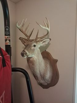 10 pointer Buck Shoulder mount taxidermy