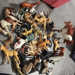 Animals