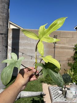 Rooted Philodendron Cutting Indoor Tropical Plant