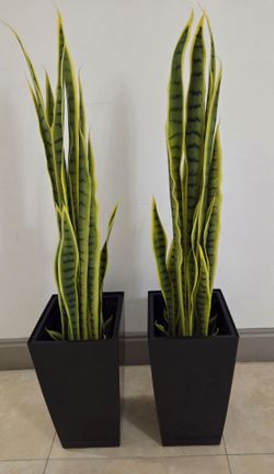 PAIR of 3ft Faux Snake Plants in 16in Black Planters (2 for $80) @ Lasting Creations