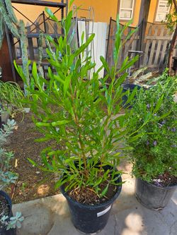 Hopbush plant