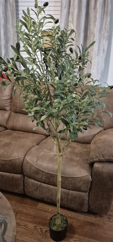 Olive Tree