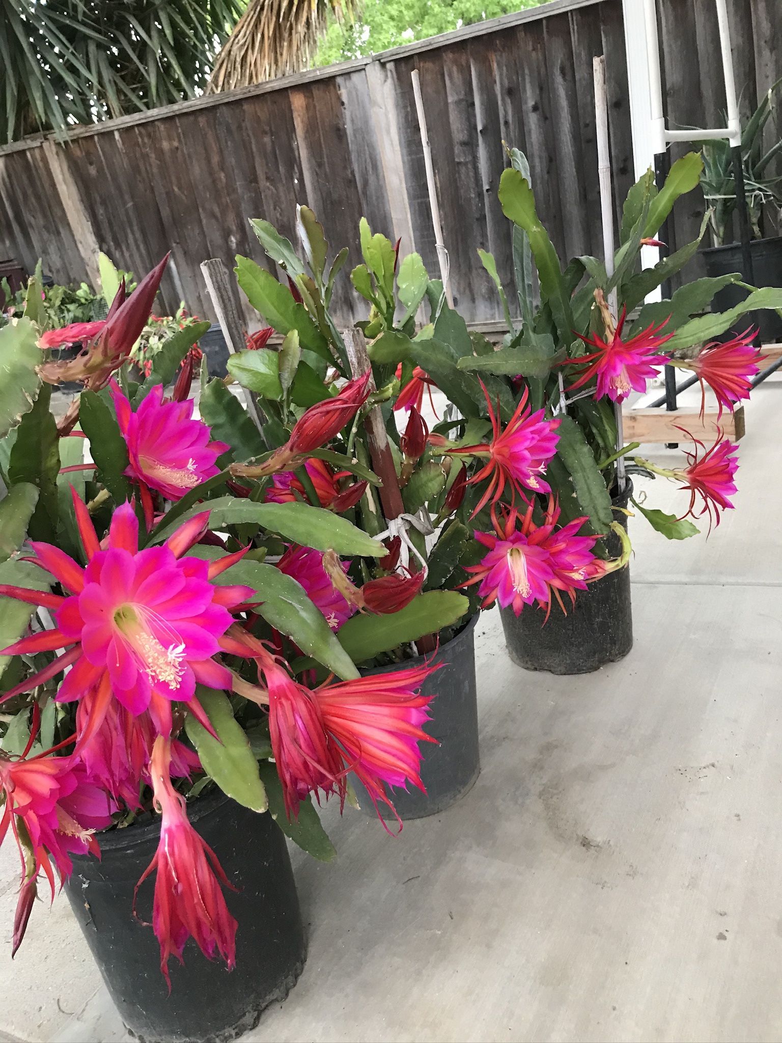 Epiphyllum orchid cactus
