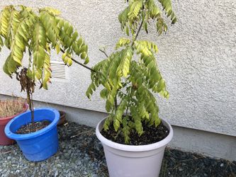 Curry Plant