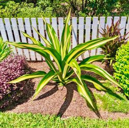 Variegated Agave