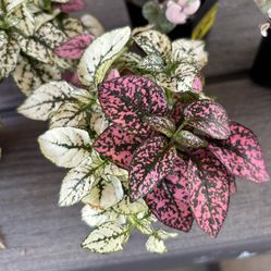 Polka dot (hypoestes phyllostachya) mix color plant