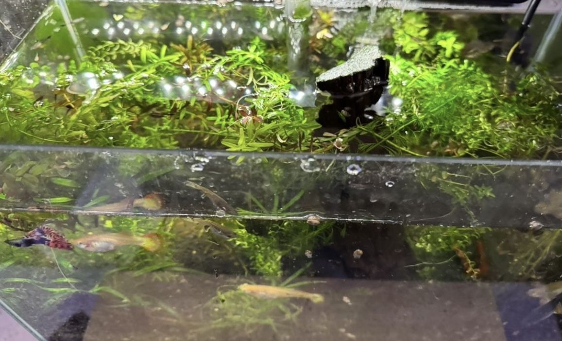 10 gallon rimless Fish Tank complete with gravel, fish, plants, driftwood, led