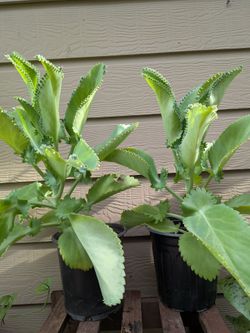 Mother of Thousand Plant