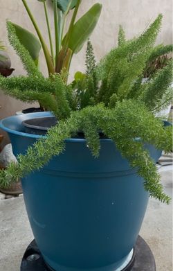 Beautiful Fern Plant in Large Plastic Pot