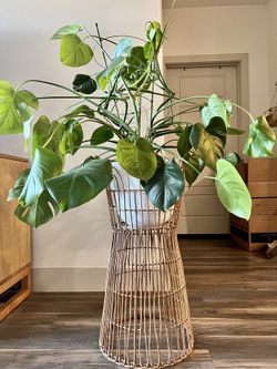 Monstera Deliciosa with White Pot And Decorative Stand