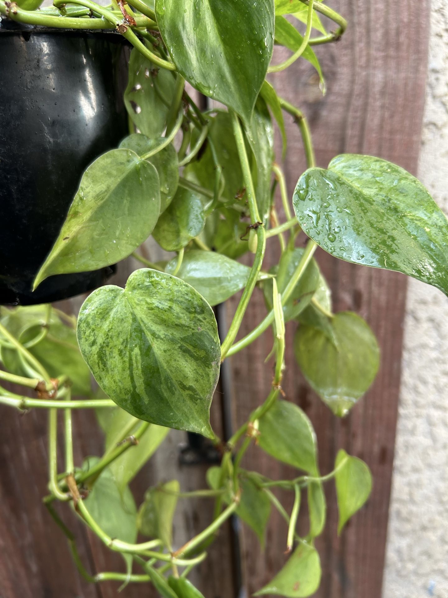 Philodendron hederaceum variegated