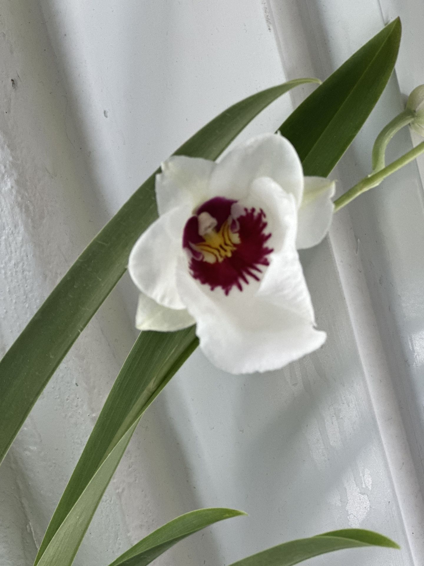Miltoniopsis “Don Egger”” Orchids in 4” pot