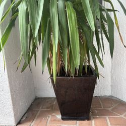 Plant With Pot 