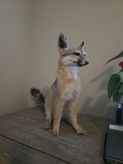 Taxidermy mount fox