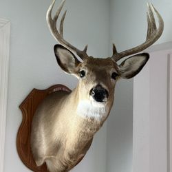 Whitetail Deer Mount