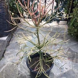 Euphorbia Briar Patch