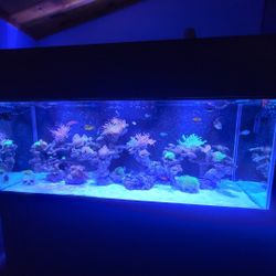 220 Gallon Fish Tank
