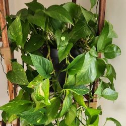 Golden Pothos