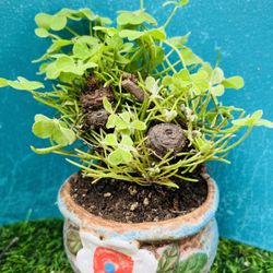 Rare Green Shamrocks/bonsai/oxalis bulbs /Oxalis Triangularis/Lucky Plant/Love Plant/Wood Sorrel - House Plant/Home Decoration/
