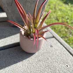 Small Cement Planter