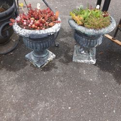 Urns With Succulents $15 Each Or $25 Pair