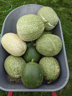 Chilacayotes Medianos Y grandes 