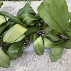 Phalaenopsis Orchid Plants 