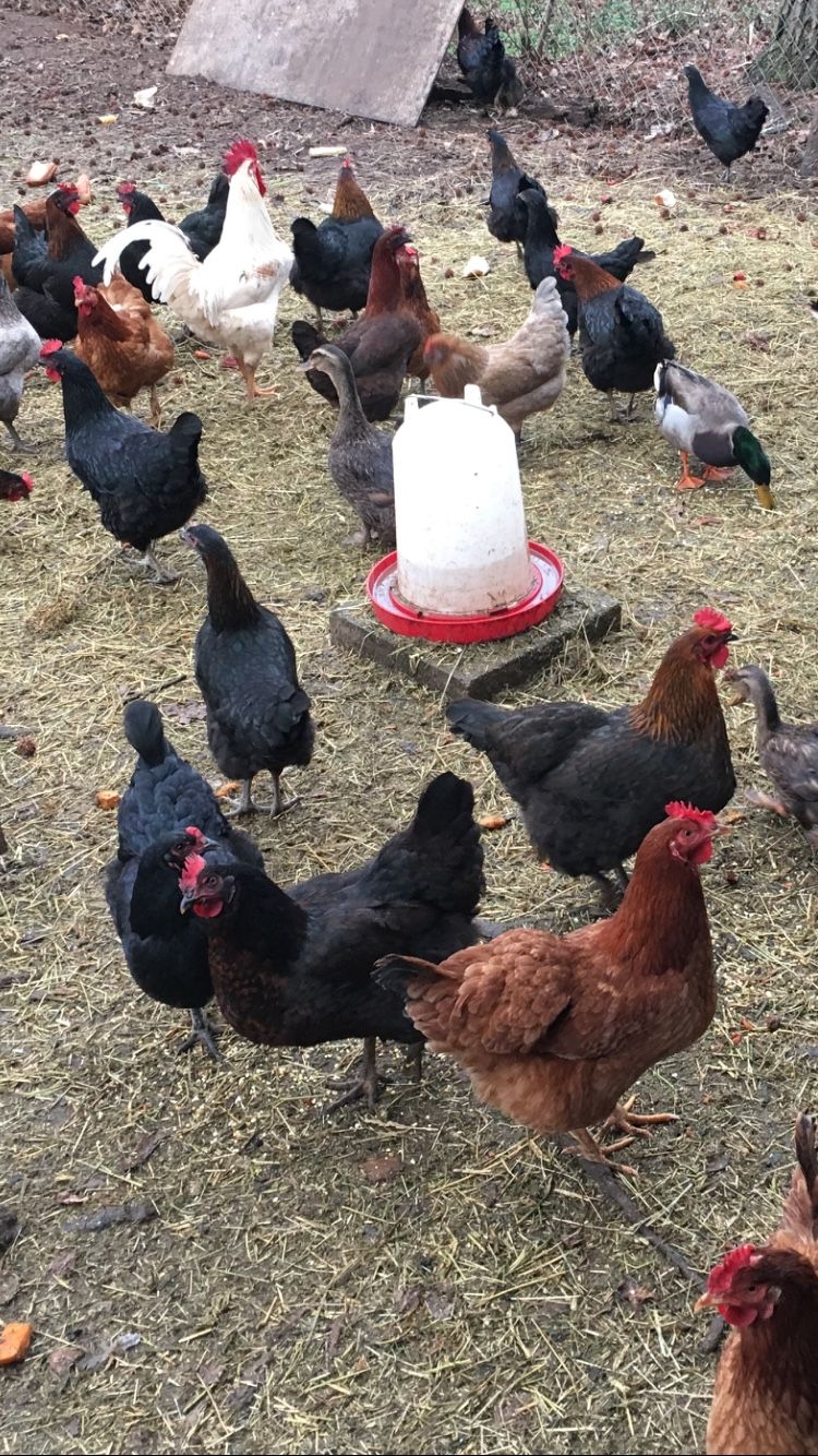 Chickens for sale