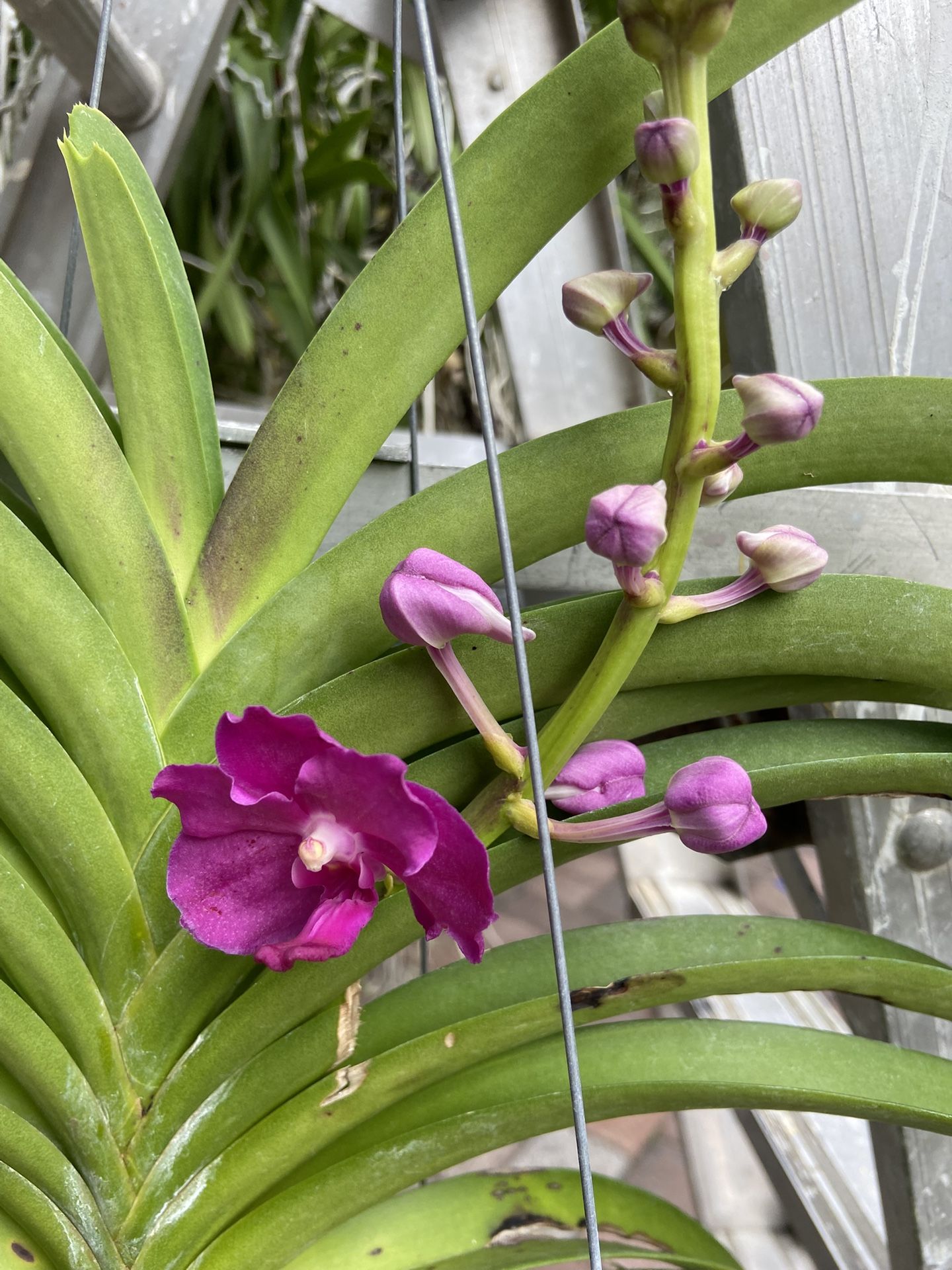 Blooming Orchid