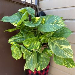 10” hawaiian pothos