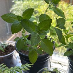 Tulsi - $5