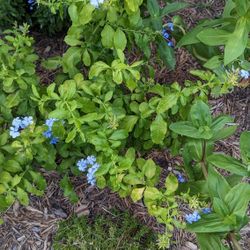 Blue Plumbago Shrub