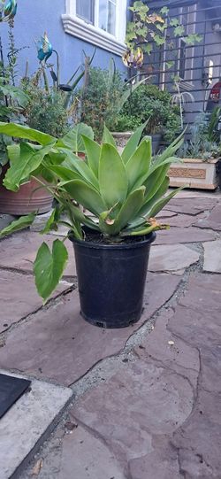 Fox Tail Agave Plant