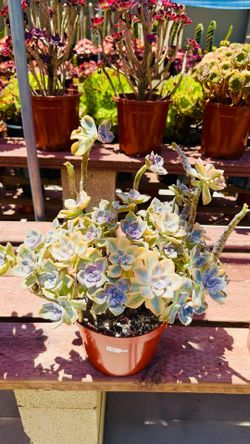 Echeveria succulent purple delight