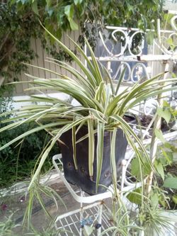 THE "CLEAN AIR" Houseplant!
AIRE PURO Y LUJO: ¡La Planta "Mala Madre" de Alto Valor para tu Hogar!