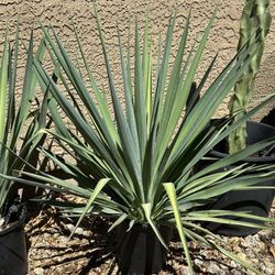 Yucca plants 