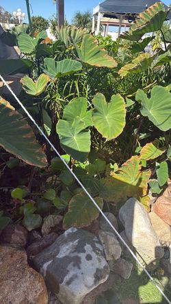 Pond plants