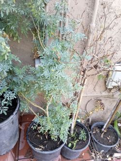 Planta de ruda grande cada una $17