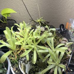 Pinguicula Pot Carnivorous Plants