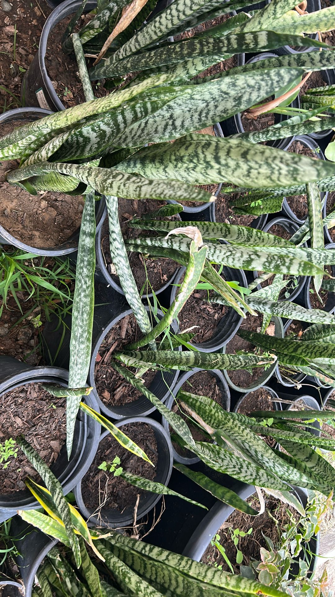 Snake Plants