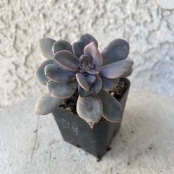 2 Inch Pot Succulent Plant - Graptopetalum Amethystinum - Jewel Leaf Plant - Drought Resistant - Rooted & Established 🪴 Perfect Baby & Wedding Shower