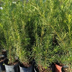 Podocarpus3gl $8