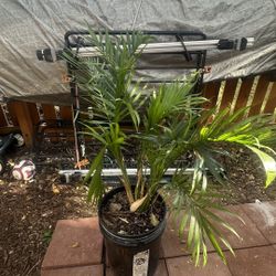 Plants For Sale! Palm, San Pedro, Vines, Snake Plants And More