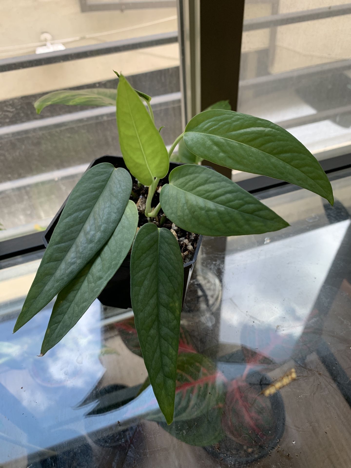 PLANT SALE! Cebu Blue Pothos $10