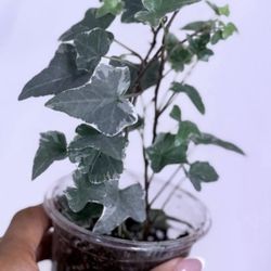 Glacier Ivy variegated- Rare