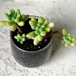 Sedum Plant 